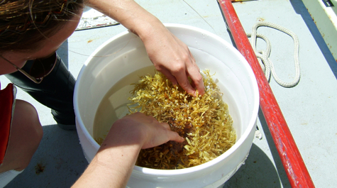 Sargassum