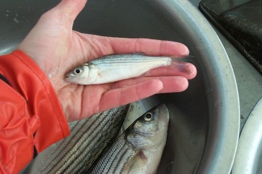 Juvenile striped bass. Credit: VIMS Juvenile Fish Trawl Survey