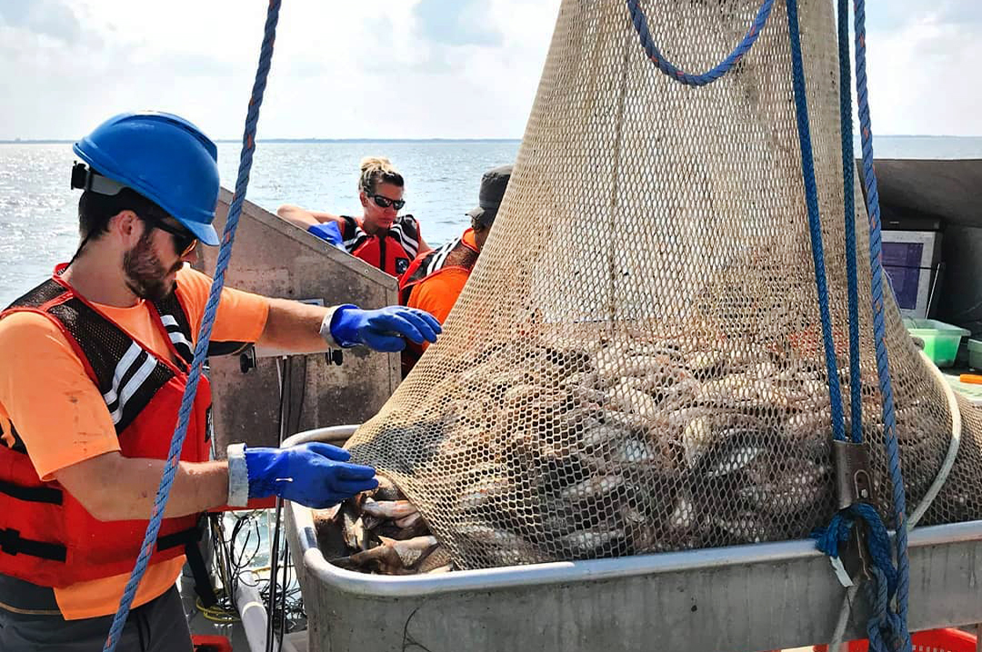 Emptying the catch from the net