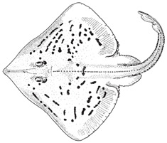 clearnose skate