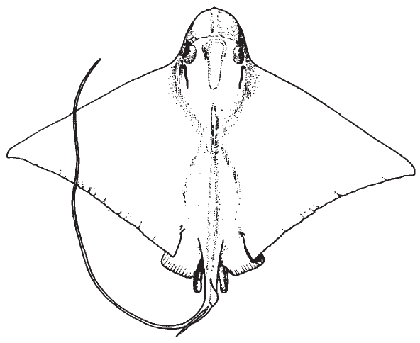 Bullnose Stingray