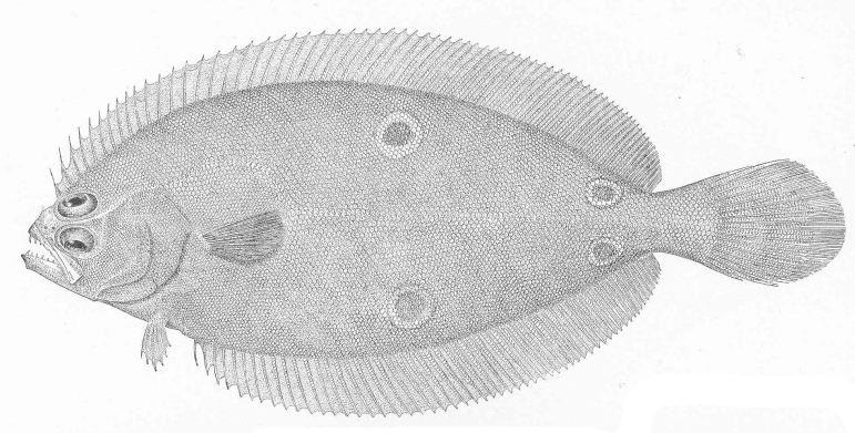 fourspot flounder