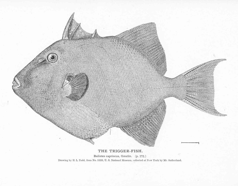 Gray triggerfish