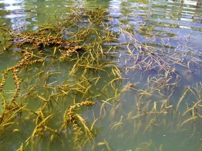 A mixed bed of wild celery and water milfoil. © K. Moore/VIMS.