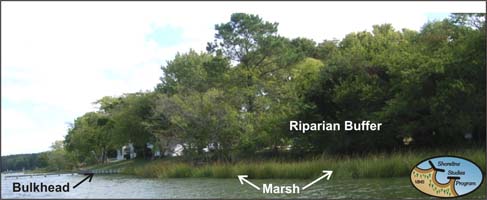 A natural coastal profile with nearshore, shoreline, and upland vegetation.  