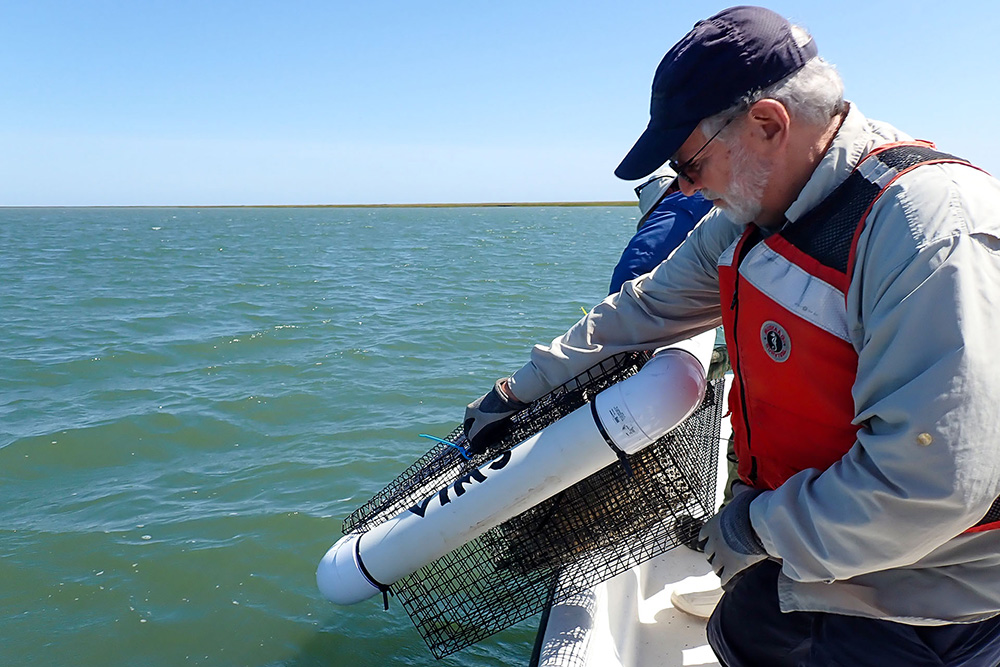 Jeff Shields Deploying Oysters