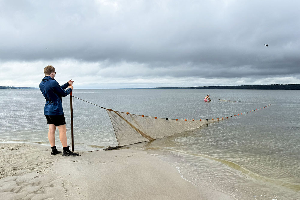 Researchers deploying a seine net for the Juvenile Striped Bass Seine Survey