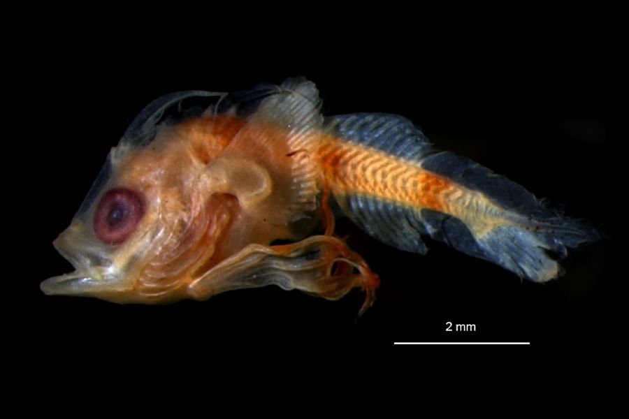 Monkfish Larva