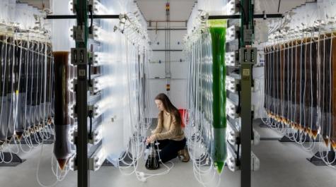 Haley Uliasz working the algae hanging bag system