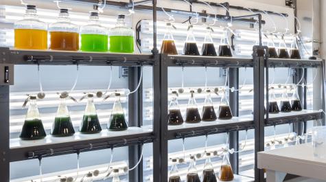 Algae carboy and flask rack in the Acuff Center algae room