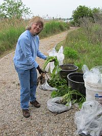 Karen Duhring, CCRM, displays plants that were obtained through a nursery for plugging the floating wetlands.