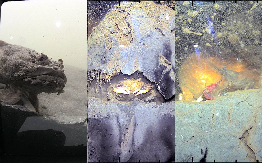Images captured by the Wormcam. From left to right: an oyster toad fish inspecting the device; a mud crab in its burrow; a penaeid shrimp preying on a worm. Photos provided by Kersey Sturdivant.
