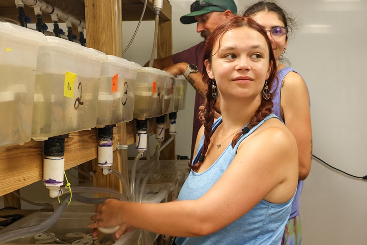 Stravitz Scholar Caitlin Murphy feeding crabs in her lab.
