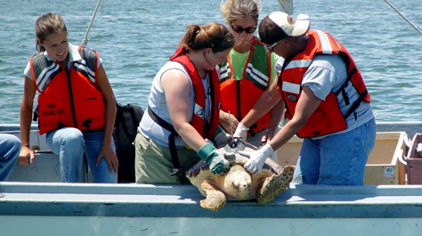 Researchers track sea turtles