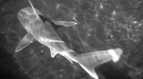 Sandbar shark, Carcharhinus plumbeus