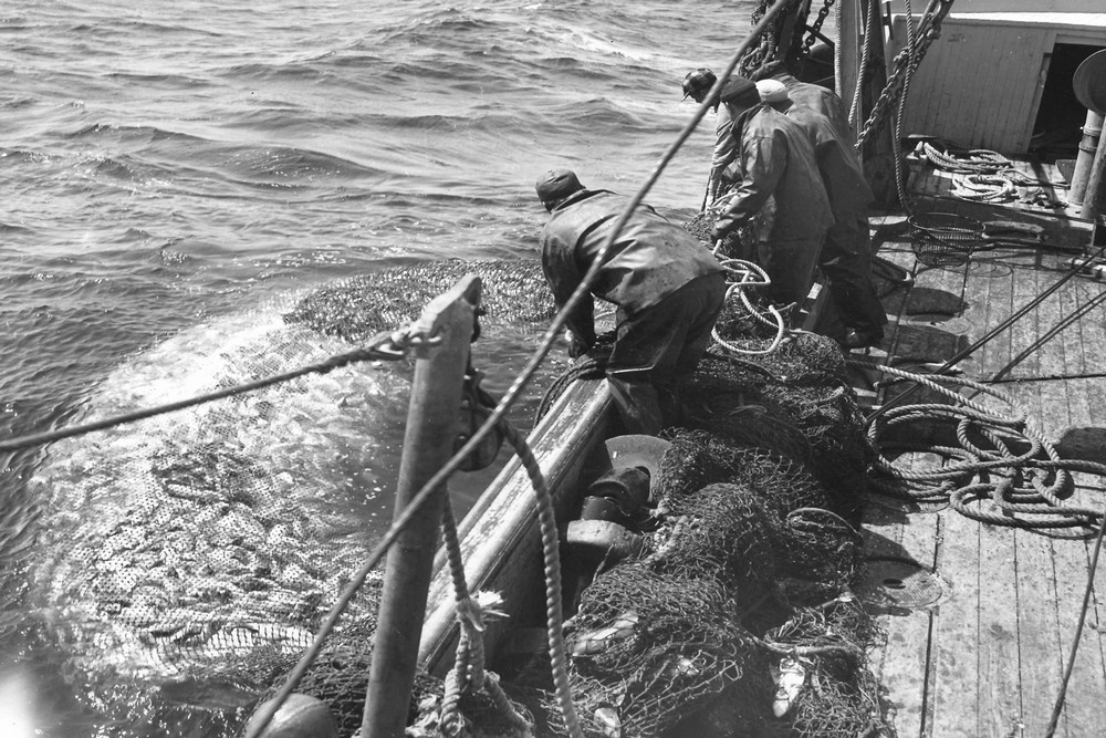The menhaden fishery had peak landings in the 1950's