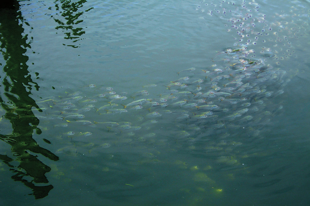 A school of menhaden feeding. Photo Credit: Alynda Miller