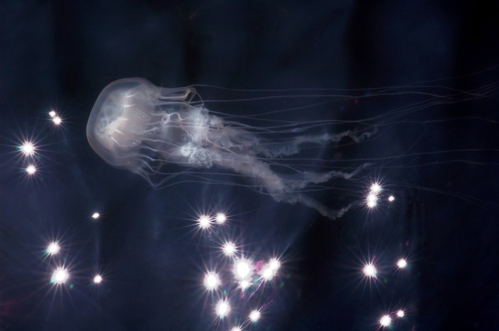 Jellyfish Stings