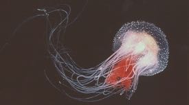 The Lion's Mane jellyfish has long tentacles and an orangish-brown cast. © Rob Condon.