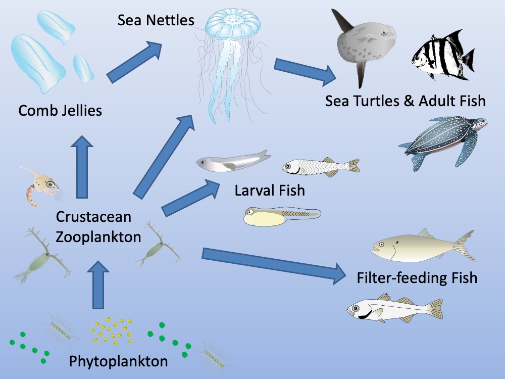 Jellyfish food web. Graphics courtesy Integration and Application Network (ian.umces.edu/media-library)