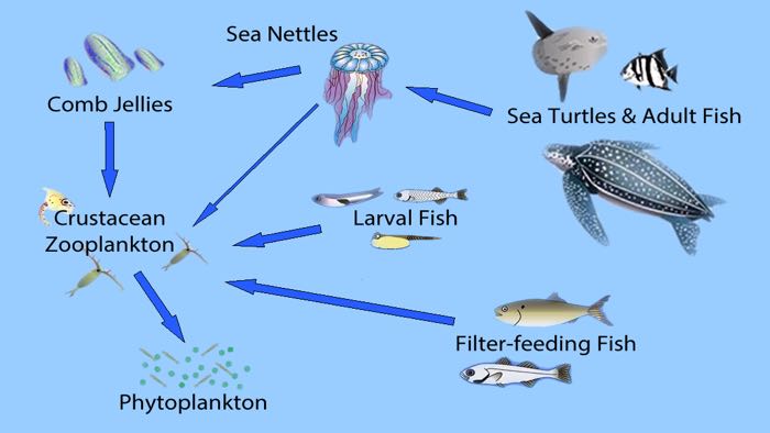 Food Web | Virginia Institute of Marine Science