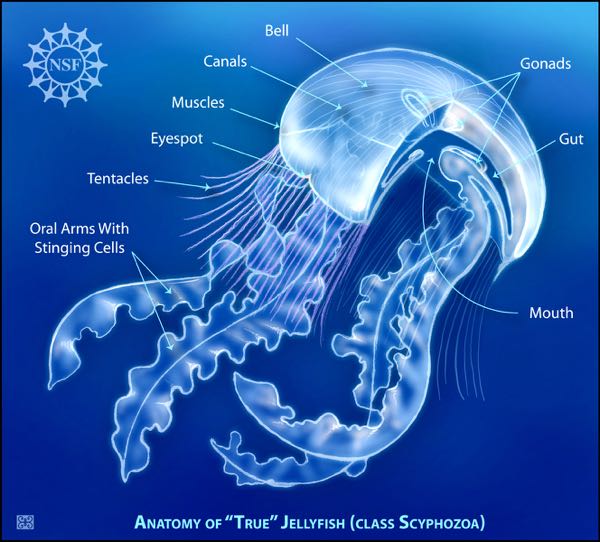 The bodily parts of an adult scyphozoan jellyfish. © Z. Deretsky, National Science Foundation