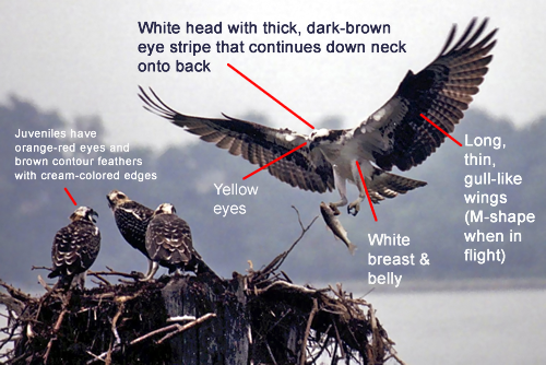 How to identify an osprey. Female ospreys have a necklace of brown feathers across their chest. The chest of the male is completely white. Photo by Jon Lucy.