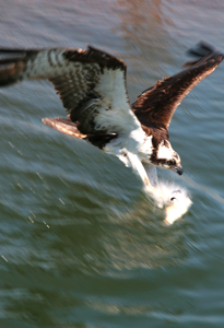 An osprey extends its talons to catch a fish. Photo by Wolfgang Vogelbein.