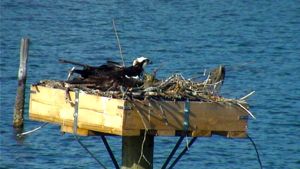 Our female osprey on her nest.