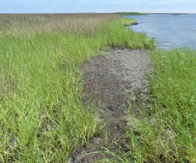 Heavily oiled marsh 24 months after Deepwater Horizon spill.