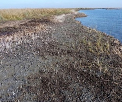 Heavily oiled marsh 9 months after Deepwater Horizon Spill.