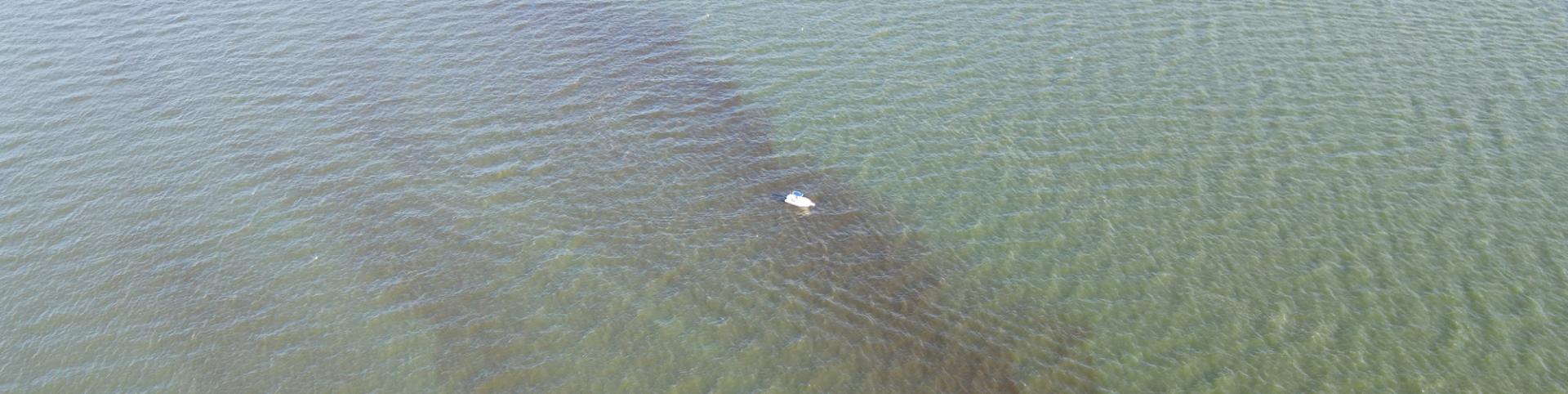 A boat traverses a harmful algal bloom in the lower York River. Drone survey photo from July 31 by Donglai Gong.