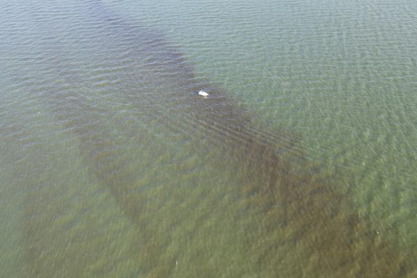 A boat traverses a harmful algal bloom in the lower York River. Drone survey photo from July 31 by Donglai Gong.