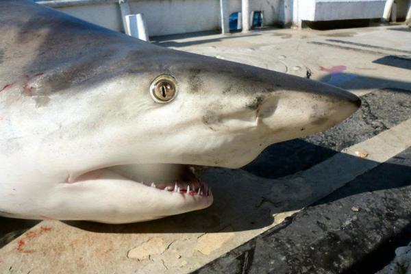 Blacktip Shark