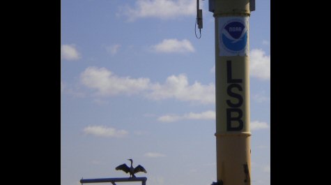 Cormorant on the LSB closeup