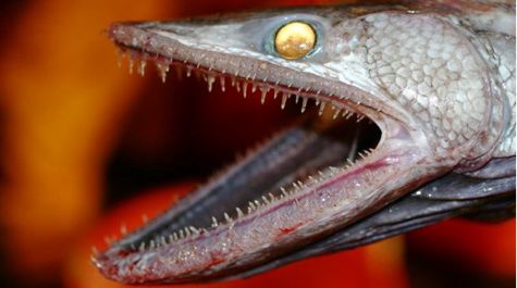 Bathysaurus ferox, the world’s deepest-living predatory fish. Photo by Amy Heger.