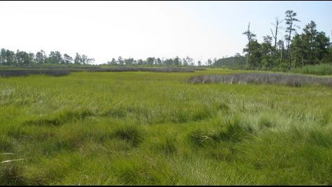 Island Marsh at the Mouth of the York River