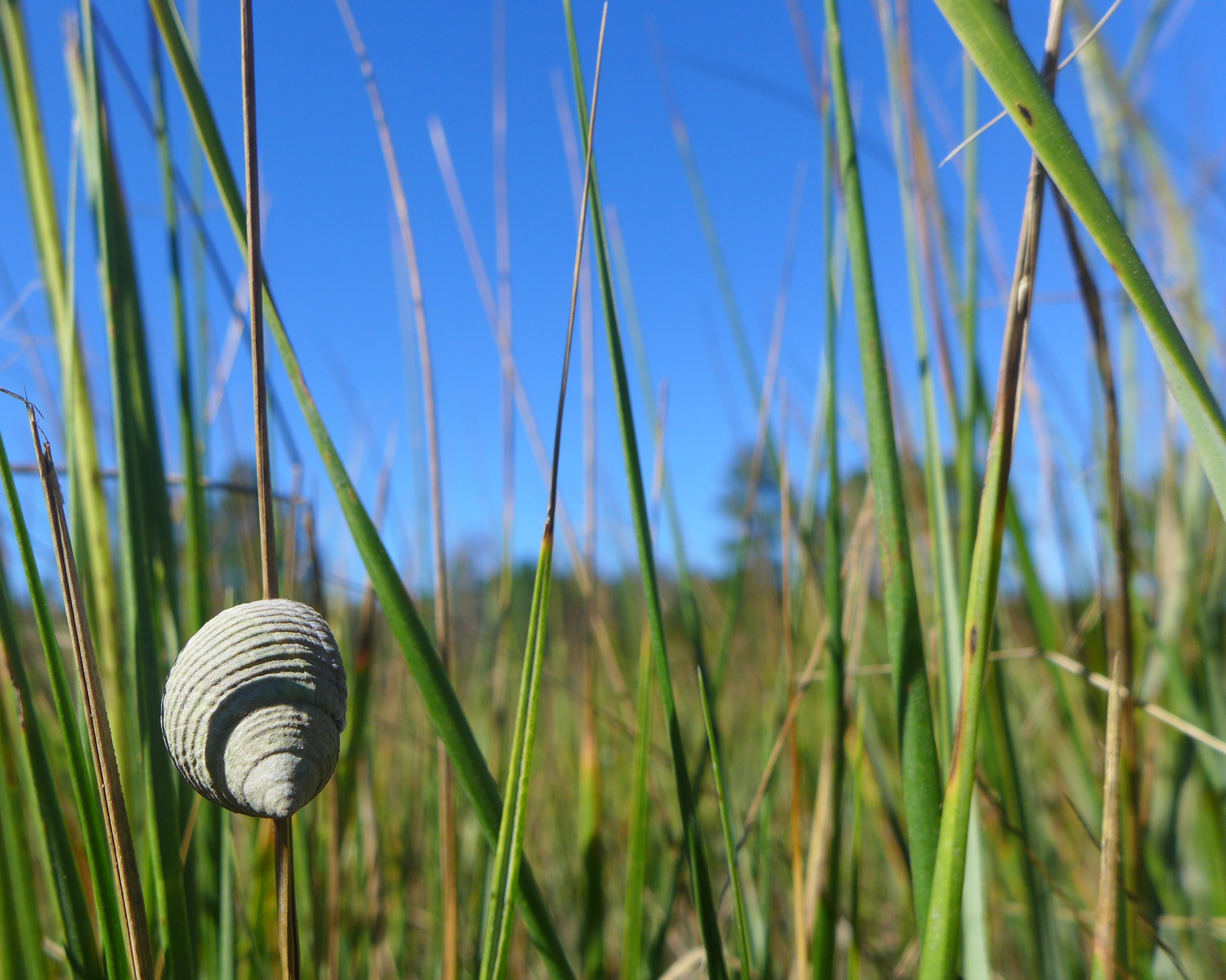 Periwinkle, littoraria irrorata, D. Johnson