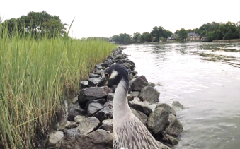 Living shoreline coastal adaptation