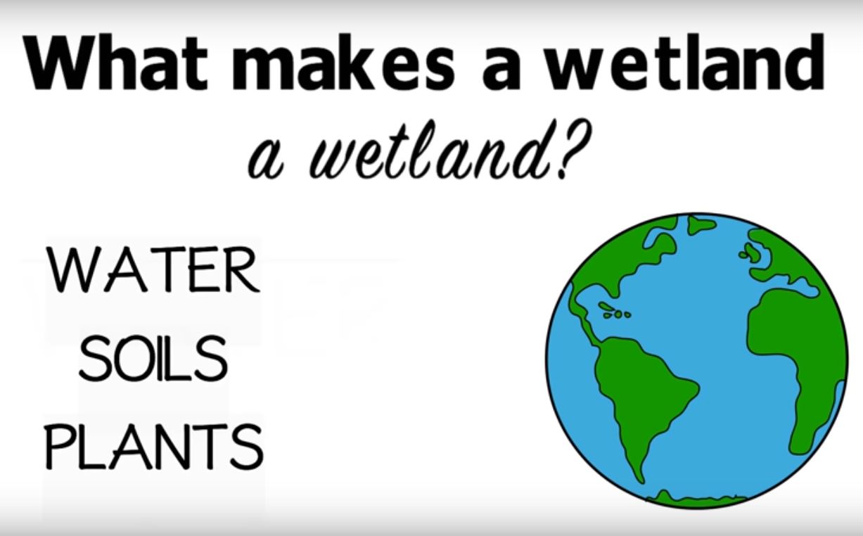 What Makes a Wetland a Wetland? video
