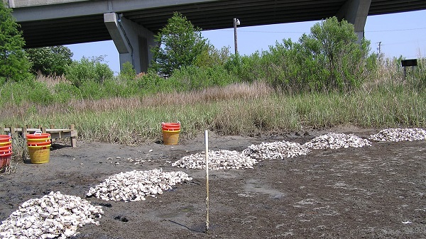 Teaching Marsh in 2007 - Oyster reef construction