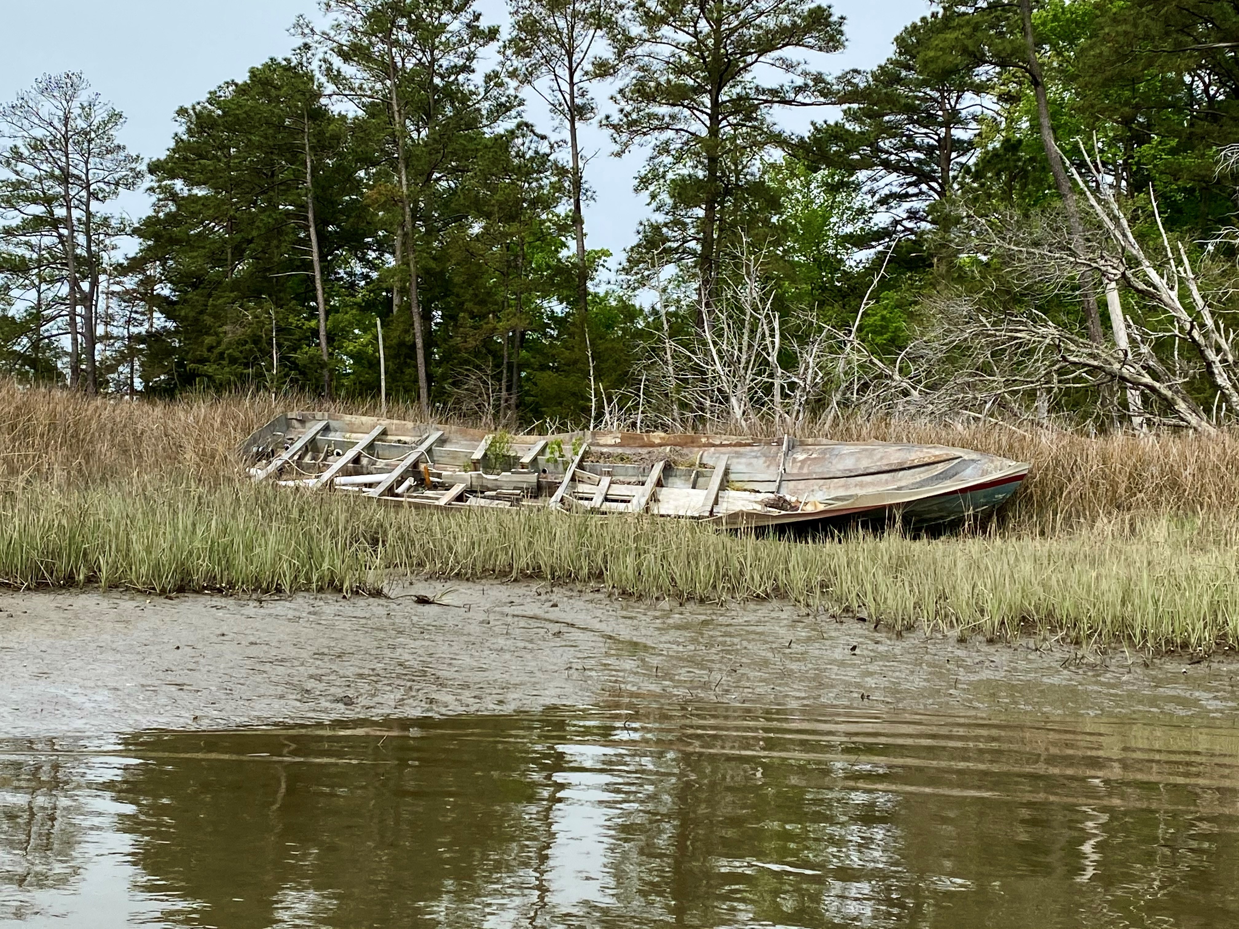 Derelict boat smothering wetlands