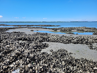 $_EscapeTool.xml($img_display)