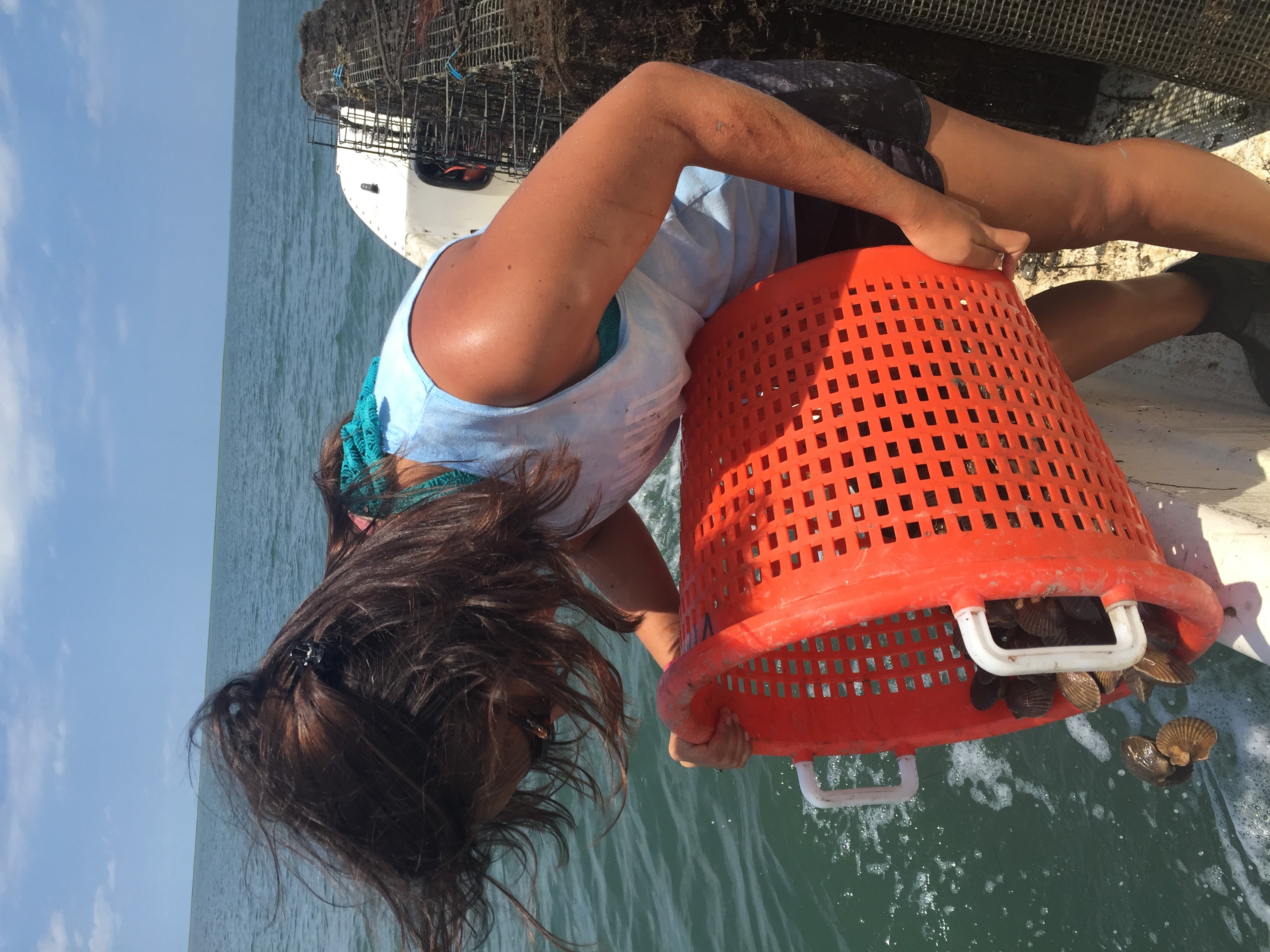 Adult bay scallop are released in South Bay at 14 months old