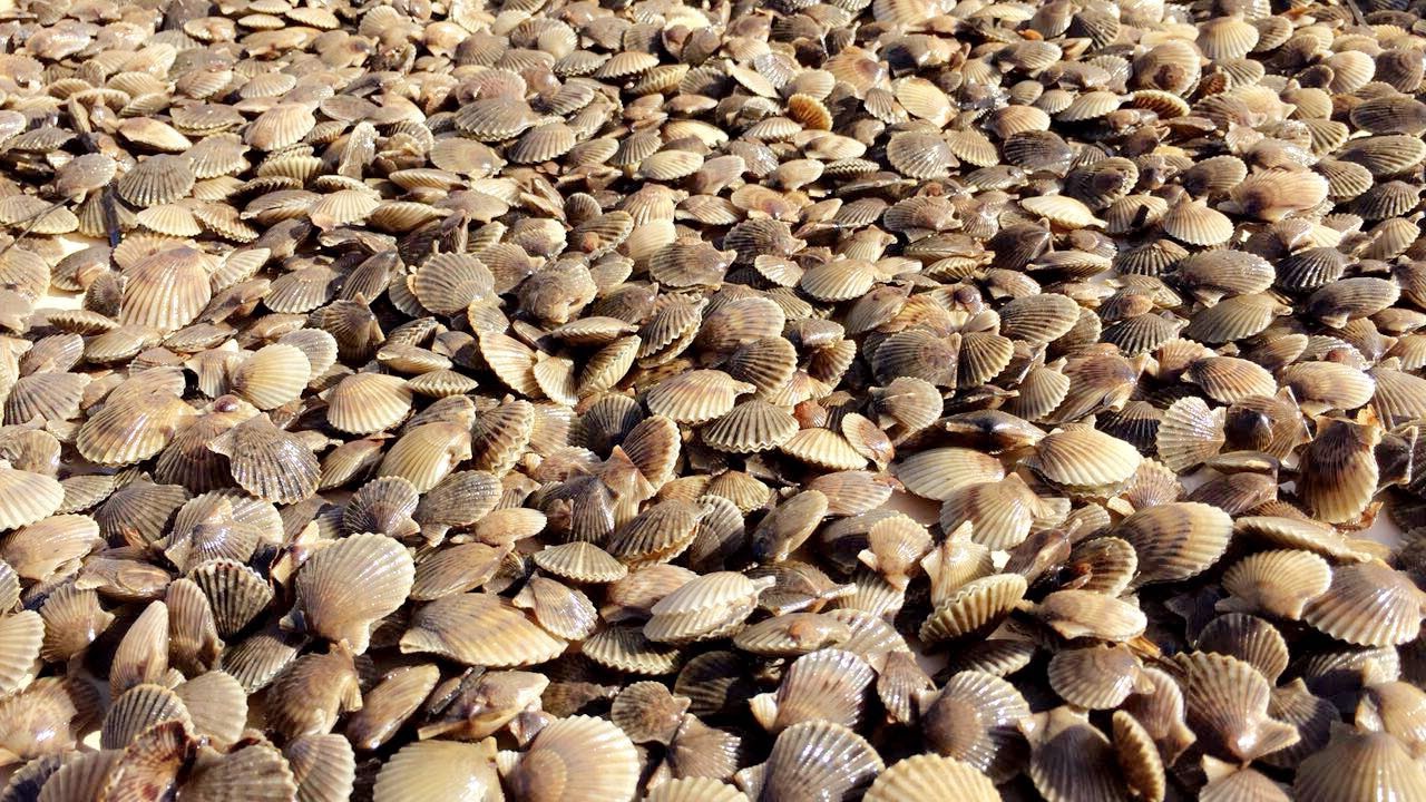 Bay scallop seed