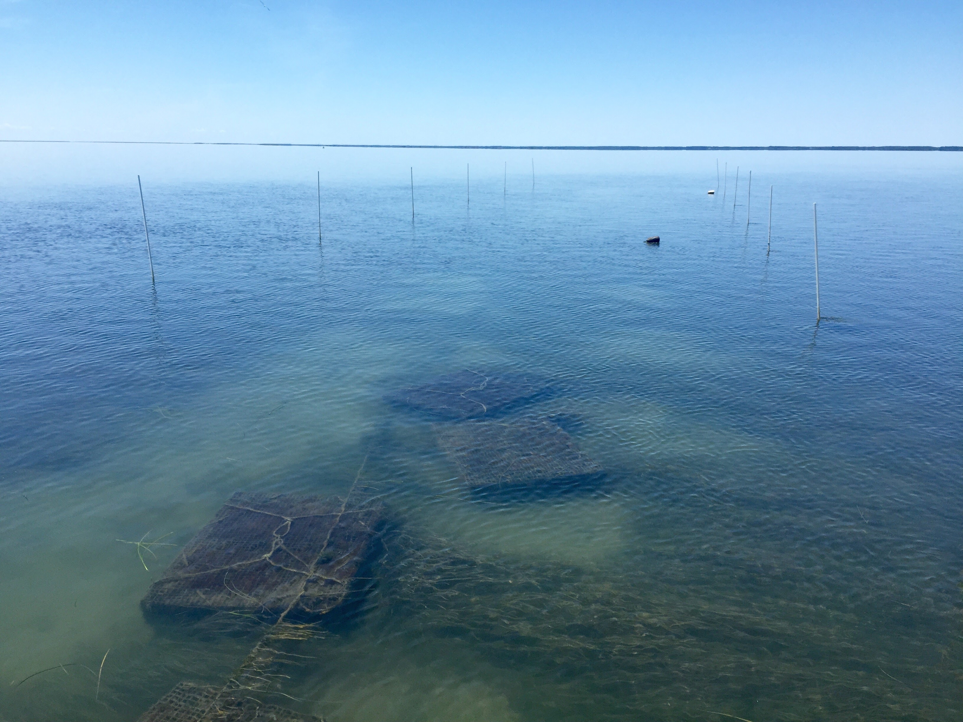 ESL’s bay scallop grow-out site