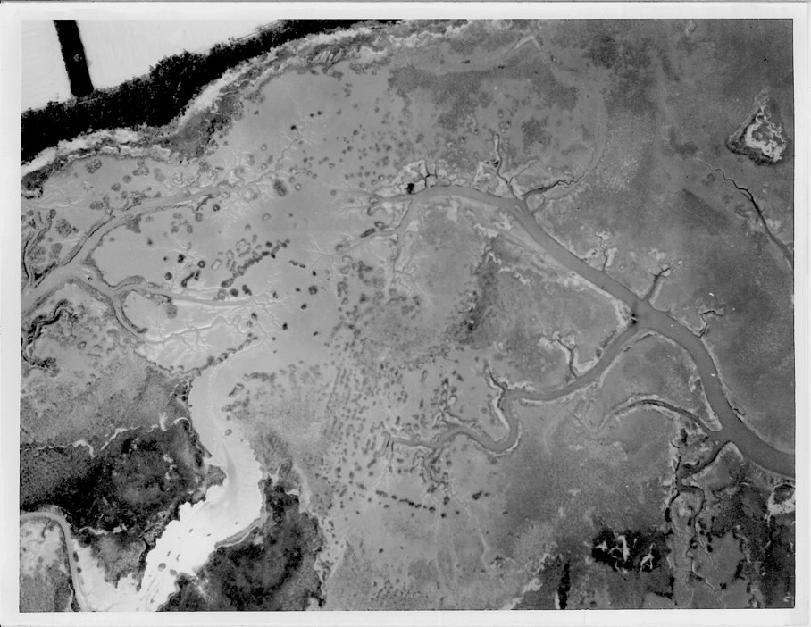Aerial image of ribbed mussel plots 1940's