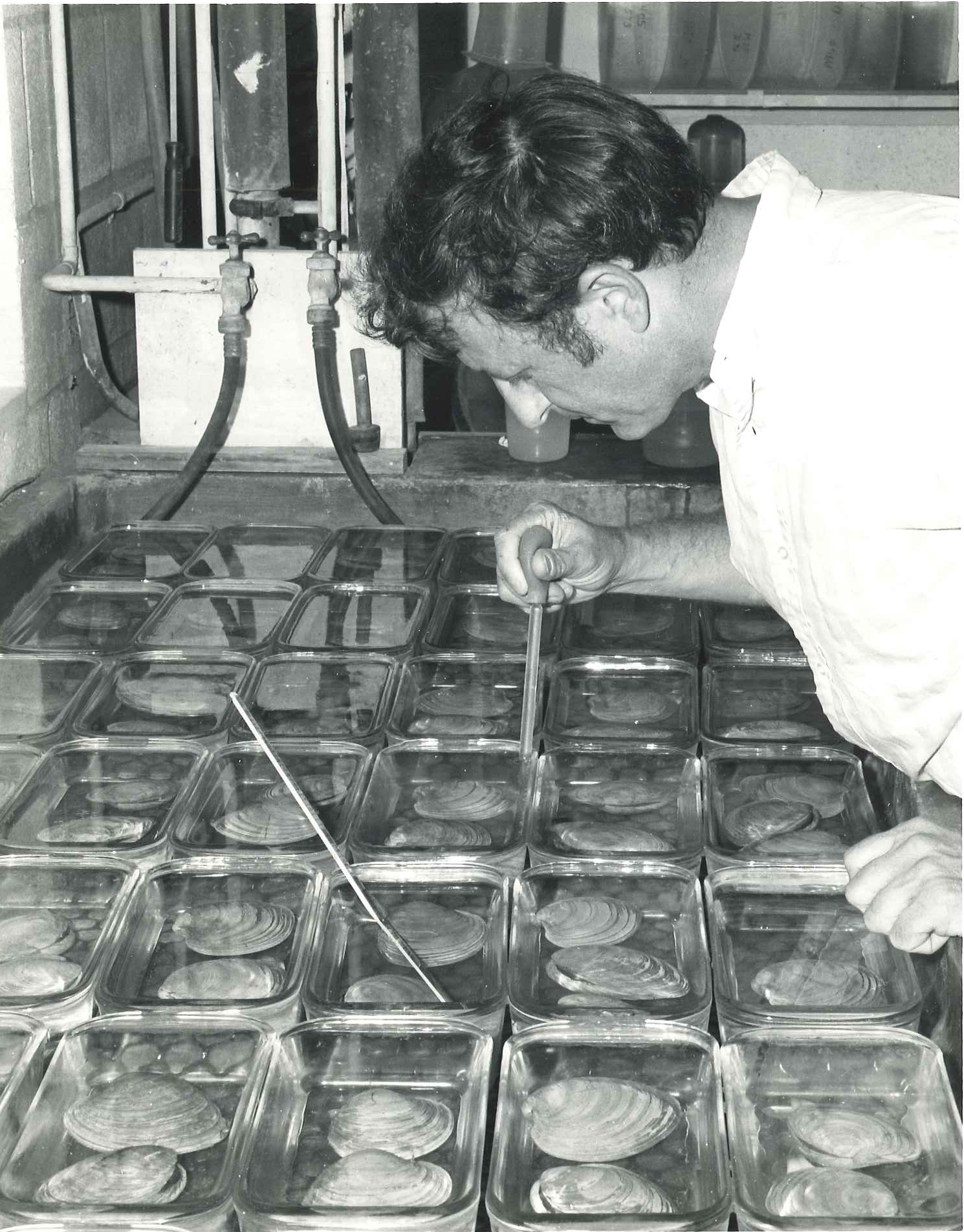 Dr. Mike Castagna spawning clams late 1960's/early 1970's