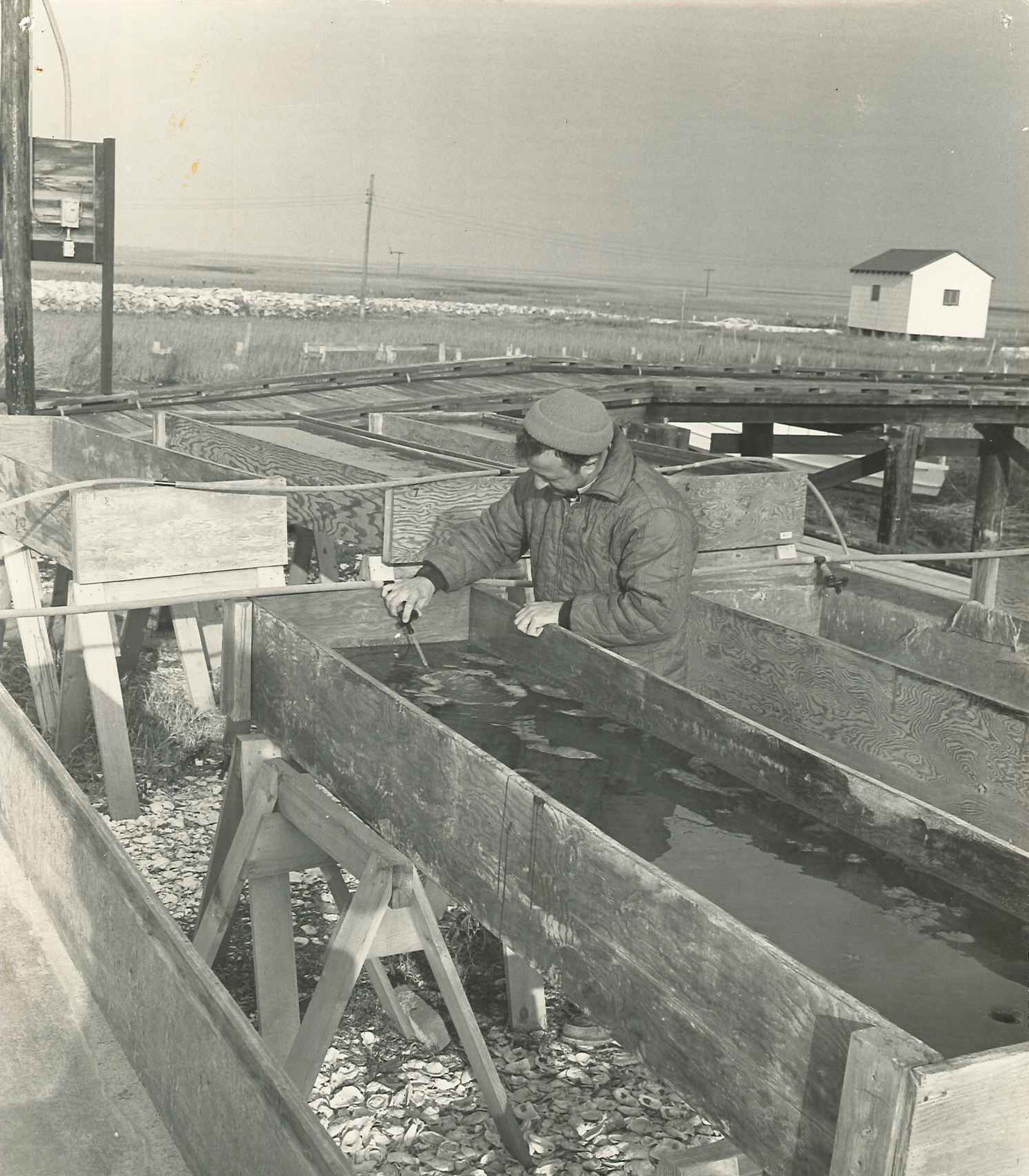 Dr. Mike Castagna tends to aquaculture tables, 1969