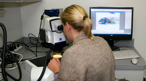Schnell uses a Zeiss stereomicroscope to view a stained specimen of a prowfish (Zaprora silenus). The image she sees appears also on the computer screen.